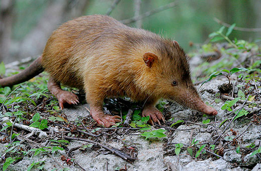 Photograph: Miguel Landestoy