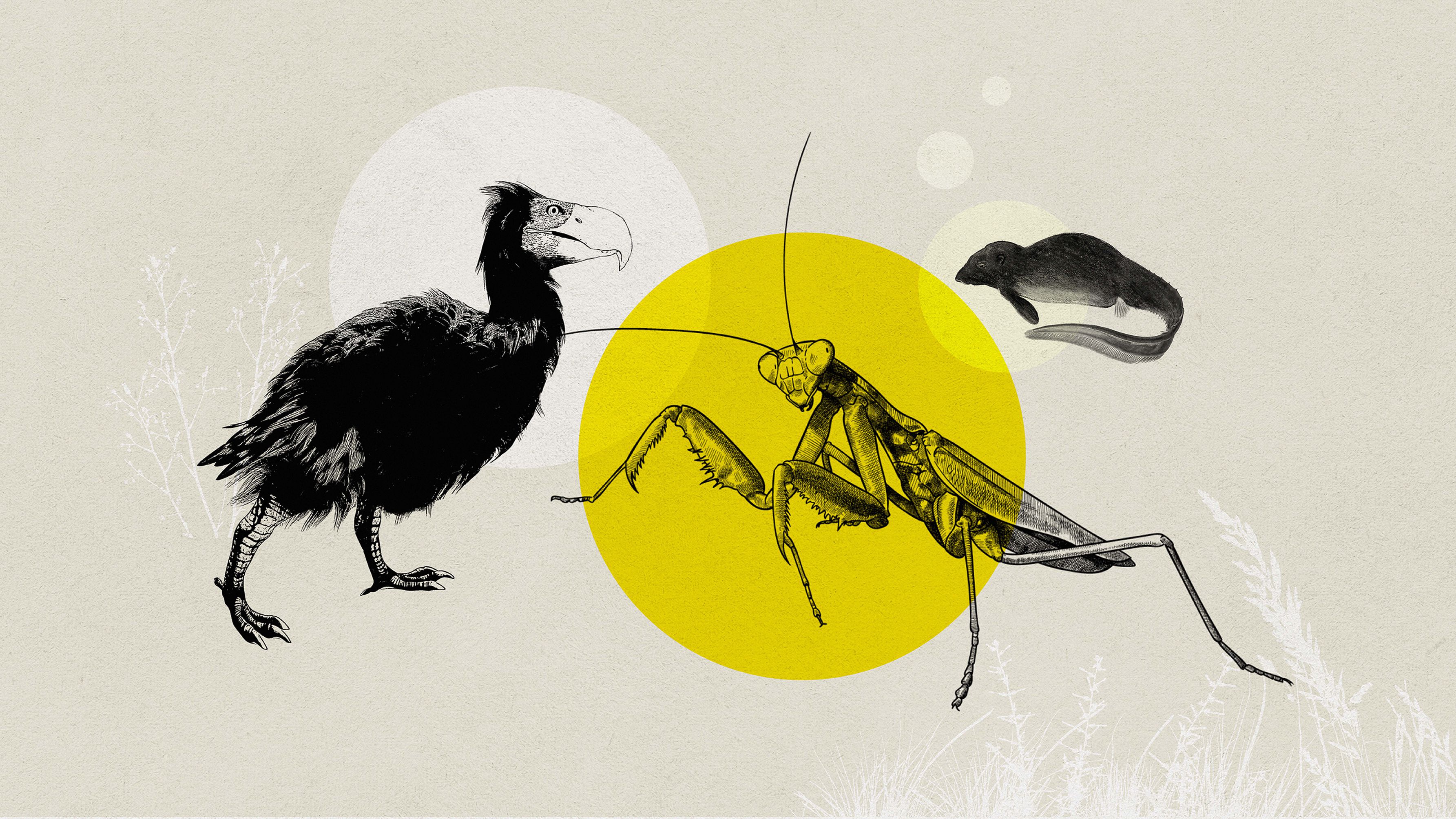 Alexis was interviewed for Vox's Down to Earth podcast: "The animals that may exist in a million years, imagined by biologists"